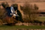 Andrew Dayer - Shortie, Short Eared Owl
