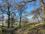 Angie Dean - Lakeland Woodland