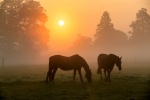 Dawn Mist.jpg