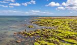 Carol Fieldhouse - Coquet Islands
