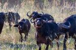 Chris Dean - Water Buffalo
