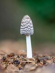 Colin Lamb - Magpie Inkcap