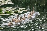 Daphne Lever - Cygnets