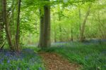 Daphne Lever - Worton Woods Bluebells