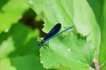 Helen Lauder - Damselfly