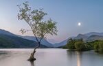 Jim Muller - Lone Tree, Llynpadarn
