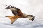 Jim Muller - Red Kite