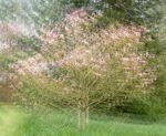 Kim Benson - Magnolia Multiplied