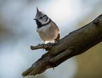 Lindsey Smith - Crested Tit