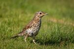 Lindsey Smith - Song Thrush