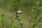 Lindsey Smith - Whitethroat on Blackthorn
