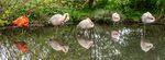 Martyn Pearse - Five Flamingoes
