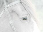 Miggy Wild - Working Horse