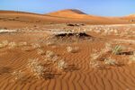 Nick Hardwick - Desert Ripples