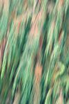 Paul Brewerton - Kashmir Spruce