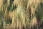 Paul Brewerton - Windblown wheatfield