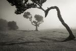 Paul Whitehead - Fenal Ancient Forest, Madeira