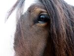 Tim Goss - Horse Eye