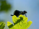 Colin Lamb - Banded demoiselle
