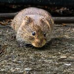 Richard Broadbant - Vole