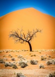 Tree in the Dunes.jpg