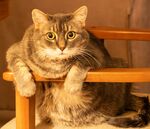 Kim Benson - Animal 2