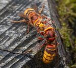 Lindsey Smith - Animals # 2