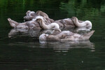 Lindsey Smith - Cygnets asleep