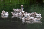 Lindsey Smith - Cygnets
