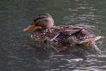 Lindsey Smith - Female Mallard-2