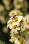 Male Large Red Damselfly