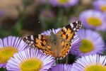 Painted Lady butterfly- Lindsey Smith
