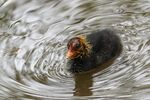 'Bald as a Coot' chick - Lindsey Smith
