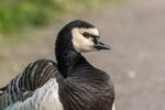 Barnacle Goose - Lindsey Smith