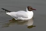 Black Headed gull - Lindsey Smith
