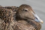 Female Eider - Lindsey Smith