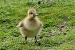 Greylag gosling - Lindsey Smith