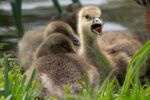 Greylag goslings - Lindsey Smith
