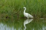 Little Egret - Lindsey Smith