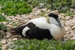 Male Eider - Lindsey Smith