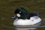Male Goldeneye - Lindsey Smith
