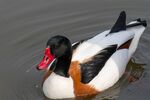 Male Shelduck - Lindsey Smith (2)