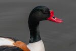 Male Shelduck - Lindsey Smith