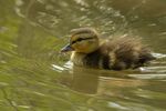Mallard duckling