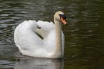 Mute swan - Lindsey Smith (2)