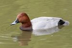 Pochard - Lindsey Smith