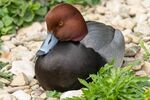 Redhead duck - Lindsey Smith (2)