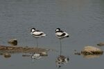 Sleeping Avocets - Lindsey Smith