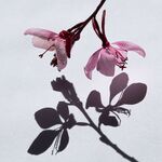 Nick Hardwick - Gaura shadow