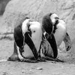 Nick Hardwick - Synchro Penguins